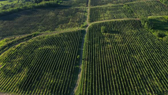 Aerial Shot of Large Vineyard Fields Among the Mountains