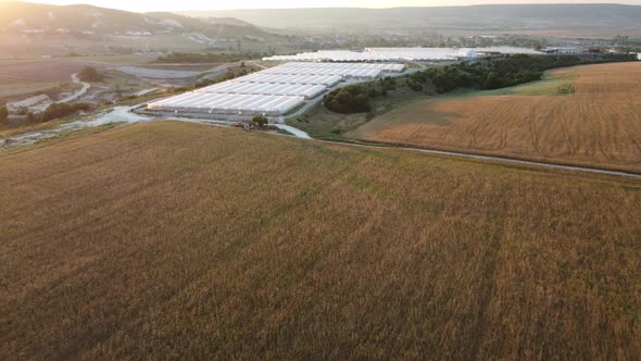 Aerial Drone View of Huge Areas Greenhouse for Growing Vegetables
