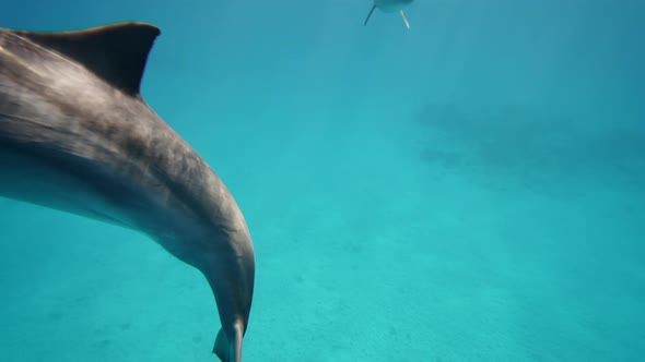 Two Dolphins Mother and Juvenile Dolphin Slowly Swims in Circle Under Surface in Blue Water