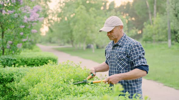 Male Gardener Pruning Decorative Bushes with Trimming Shears in Private Yard