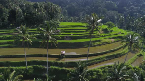 Aerial view of green Rice Terraces in Bali, Indonesia