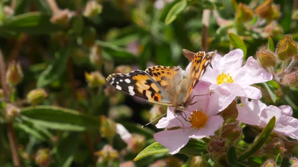 Macro close up of an orange painted lady butterfly feeding on nectar and pollinating pink flowers in