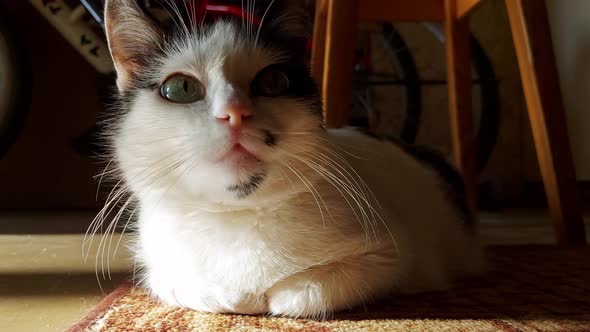 Beautiful White Cat with Black Spots Looks at the Camera Portrait Home Pet