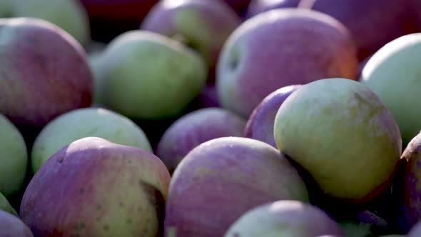 Very tight shot of ripe, red apples in a wood apple crate with the sun rim lighting the apples.