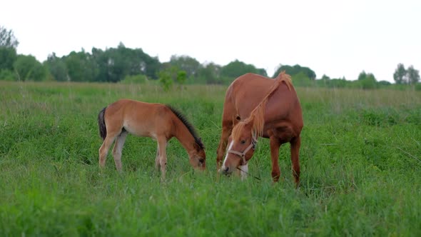 Young Horse Colt and Her Mother Grazing on Field Eat Green Grass