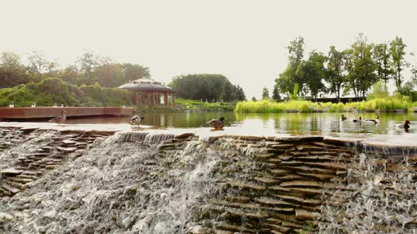 Park Pond with Ducks