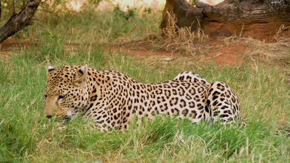 Leopard Feeding In Africa