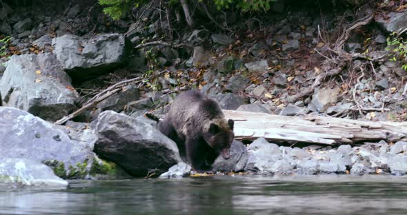 A Grizzly sow and her two cubs walking on the rocky river's edge.