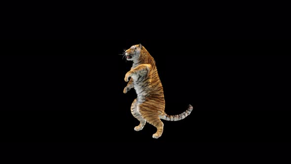 Tiger Dancing 4K