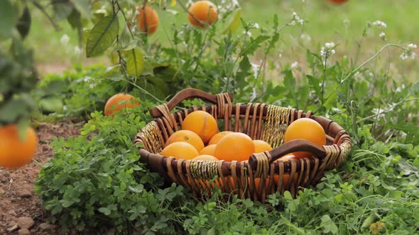 Basket with Orange in the Garden, Fresh Fruits in Spain