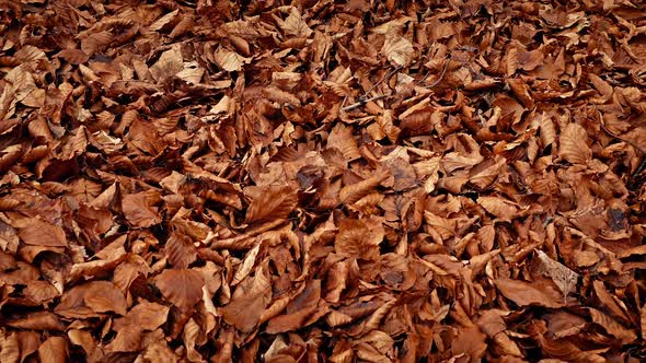 Moving over Thick Blanket of Fallen Leaves