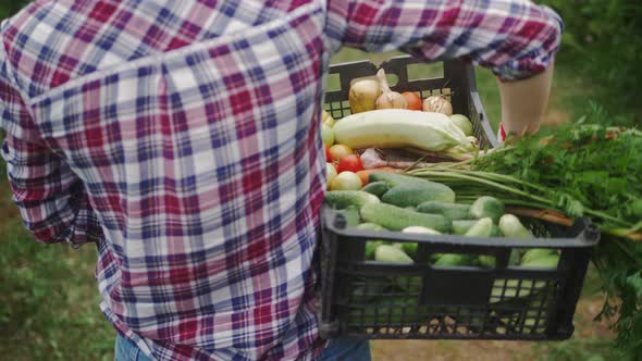 Female Farmer with a Box of Fresh Vegetables Walks Along Field