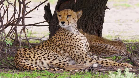 A Female Cheetah With Cubs Lying On The Ground And Being Alert In The Surroundings In Deception Vall