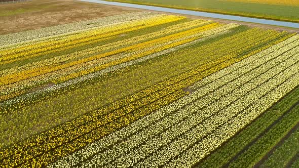 Aerial view of farming fields with canal in the countryside of Vinkeveen.