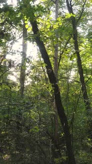 Vertical Video of a Forest in an Autumn Day