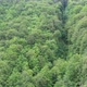 Green Forest Aerial View - VideoHive Item for Sale