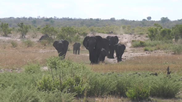 Herd of elephants on the savanna