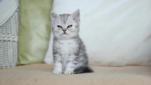 Cute Sleepy Persian Kitten Sitting On Sofa