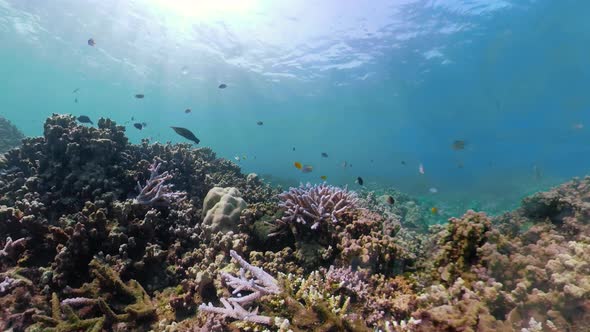 Coral Reef Tropical Fish