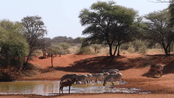Plains Zebras And A Tsessebe Antelope At A Waterhole