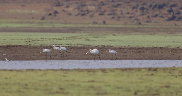 Flock of Eurasian Spoonbills walking by side of the water of river with green banks