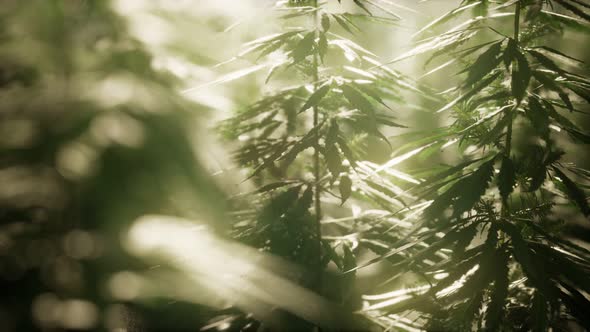 Thickets of Marijuana Plant on the Field