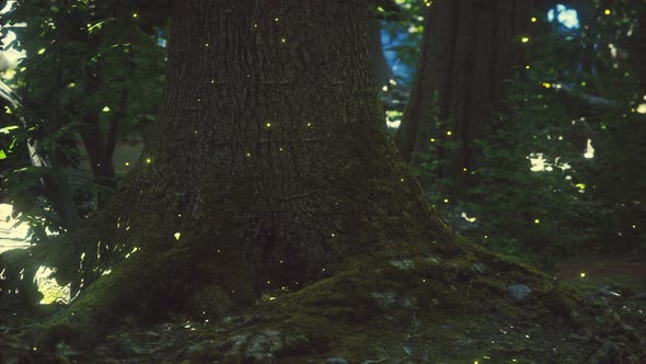 Fantasy Firefly Lights in the Magical Forest