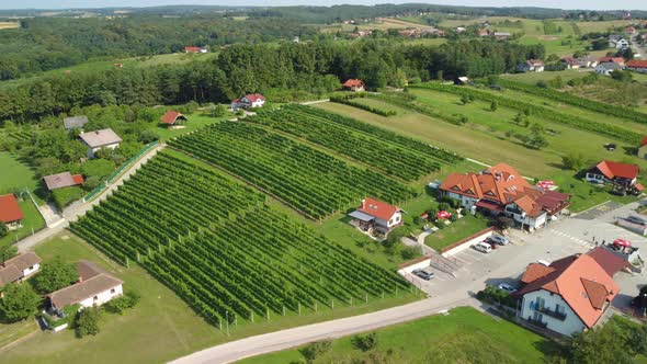 Flying over the rows of plantation in vineyard. Wine region in Slovenia, Europe. 4K aerial drone vid