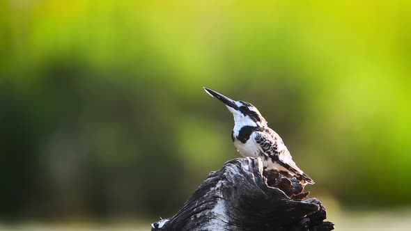 Pied kingfisher in Kruger National park, South Africa