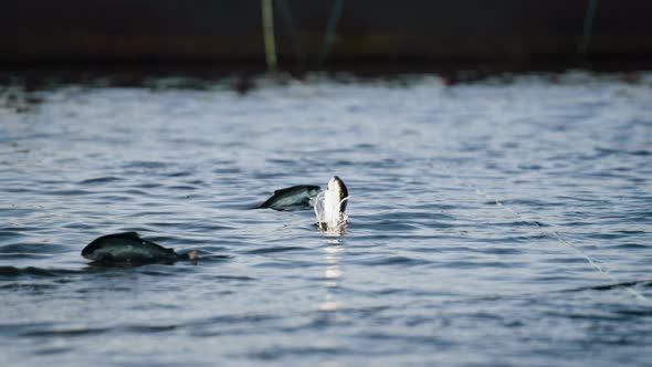 Salmon farming in marine pens; salmon jumping out of water, low angle