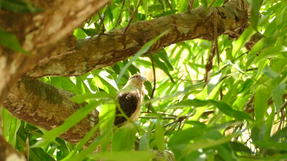 A Yellow Headed Caracara sits perched in a tree, watching it's surroundings in the South American fo