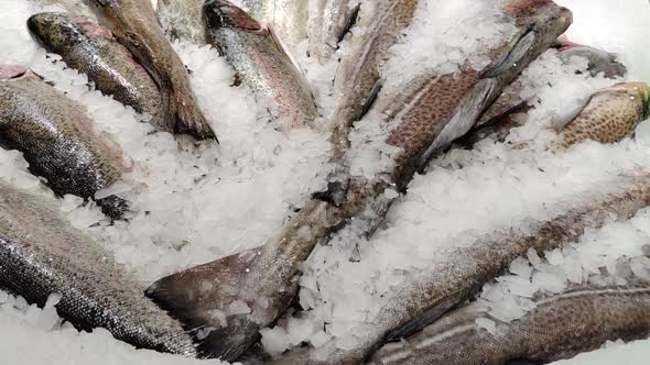 Lot of Fresh Sea Bass Fish Lies on Ice in a Supermarket Showcase