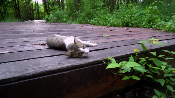 Move toward a cat lay at wooden bridge