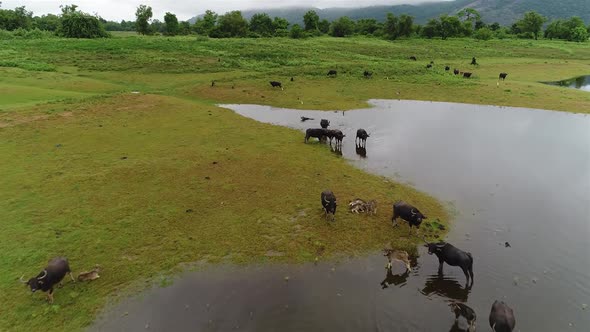 Flyover Over A Herd Of Water Buffalo 