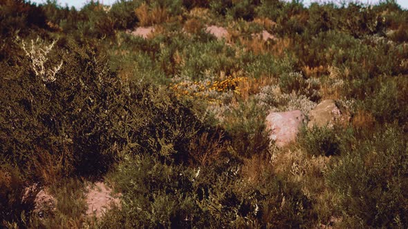Beach Dunes with Long Grass alt