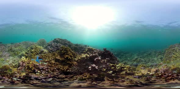 Coral Reef and Tropical Fish Vr360