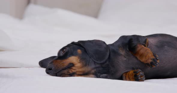 Dachshund Puppy Lies on Bed Near Pile of Pillows and Blanket