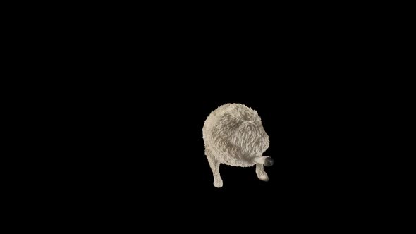 06 Sheep Dancing HD