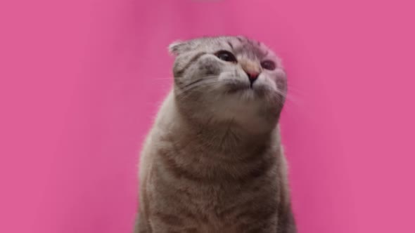 Cat on Pink Background Closeup Scottish Fold Portrait
