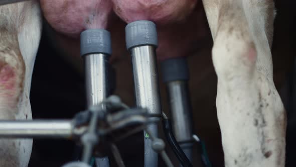 Cows Milk Pumping Automat Working on Cattle Udder Close Up