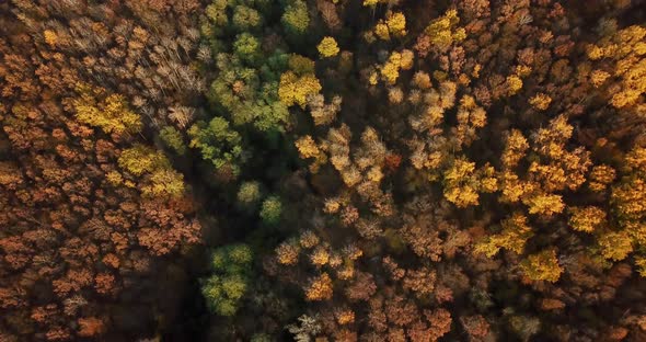 Aerial Top View of Autumn Trees in Forest Background, Caucasus, Russia. Coniferous and Deciduous