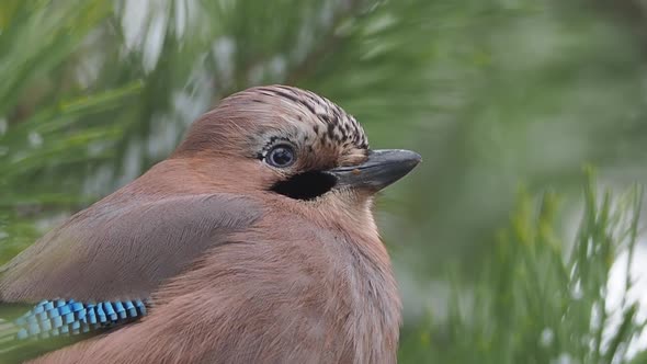 Eurasian Jay or Garrulus Glandarius Is Sitting on Frozen Pine Tree Branch