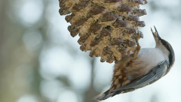 A Eurasian nuthatch feeding in CLOSEUP, tussling with great tits