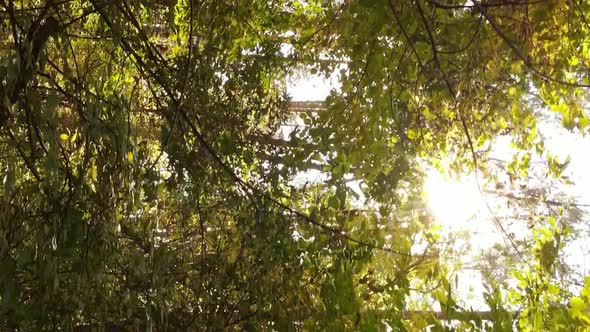 Vertical Video Aerial View of Trees in the Forest on an Autumn Day in Ukraine Slow Motion