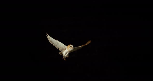 Barn Owl, tyto alba, Adult in flight, Normandy in France, Slow Motion 4K