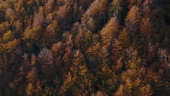 Smooth Pan Down drone shot above a forest in autumn 4K Pro Res