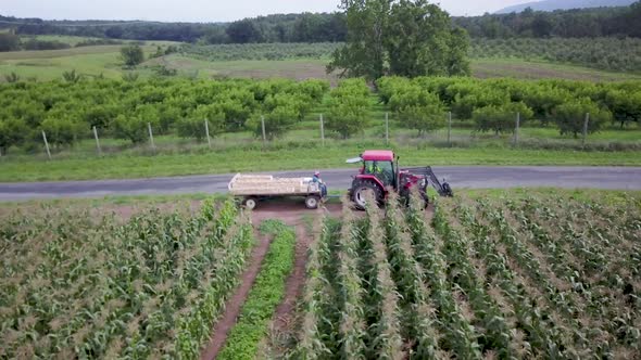 Aerial view of tractor pulling a cart filled with peaches through verdant hills among orchards and f