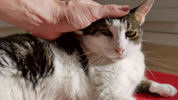 Male pamper his cat with Hand