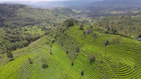 Aerial view of tea plantation in Indonesia