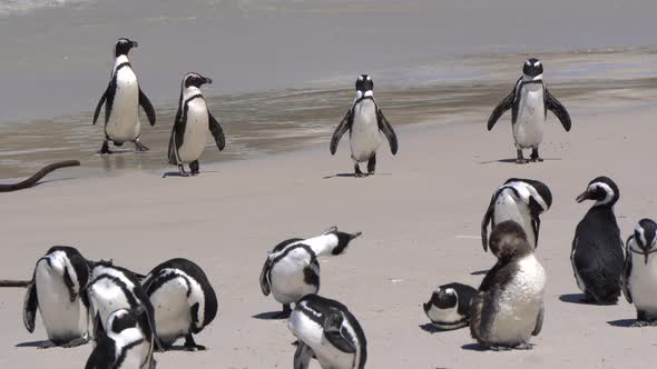 South Africa Penguins Come Up From Ocean At Boulders Beach